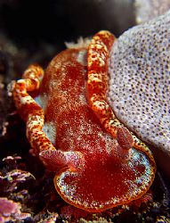 Extra red nudi in Taiwan today !! by Alex Tattersall 
